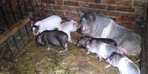 Kako napraviti šupu za svinje uradi sam